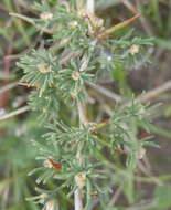 Image of Asparagus capensis var. capensis