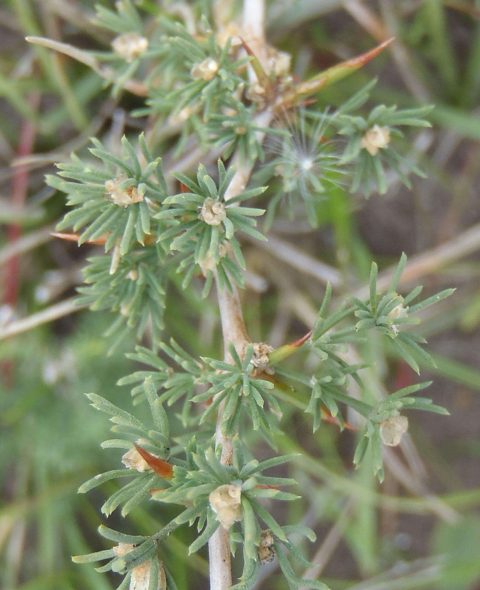 Image of Asparagus capensis var. capensis