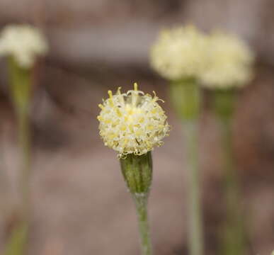 Image of Millotia myosotidifolia (Benth.) Steetz