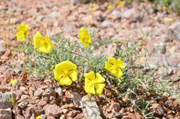 Image of Helianthemum songaricum Schrenk