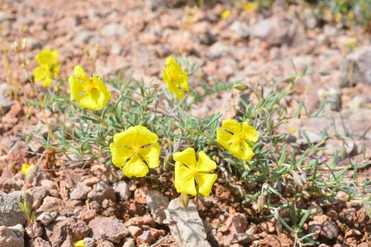 Imagem de Helianthemum songaricum Schrenk