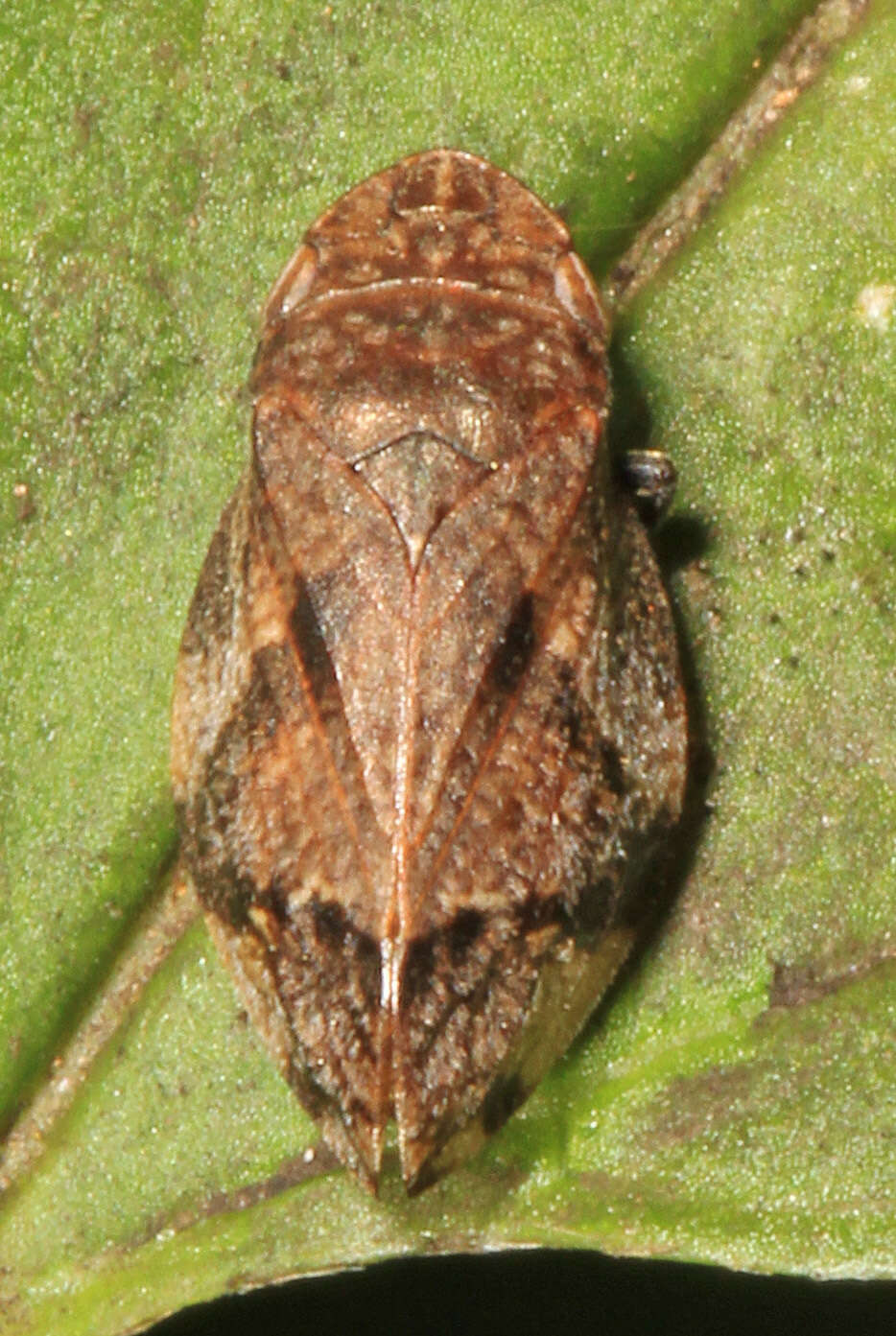 Image of Diamondback Spittlebug