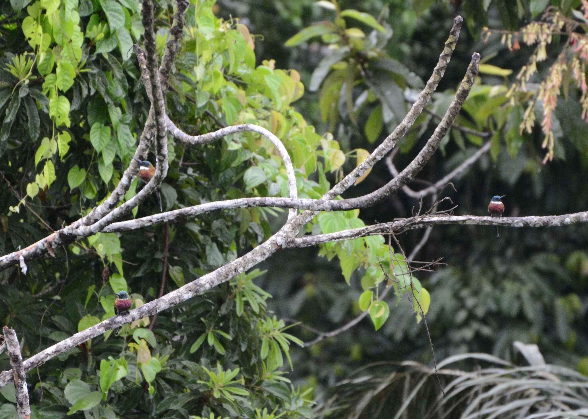 Image of Purplish Jacamar