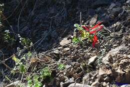 Image of pineapple sage