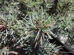 Image of Euphorbia loricata Lam.