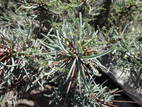 Euphorbia loricata Lam. resmi