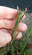 Image of Epilobium hirtigerum A. Cunn.