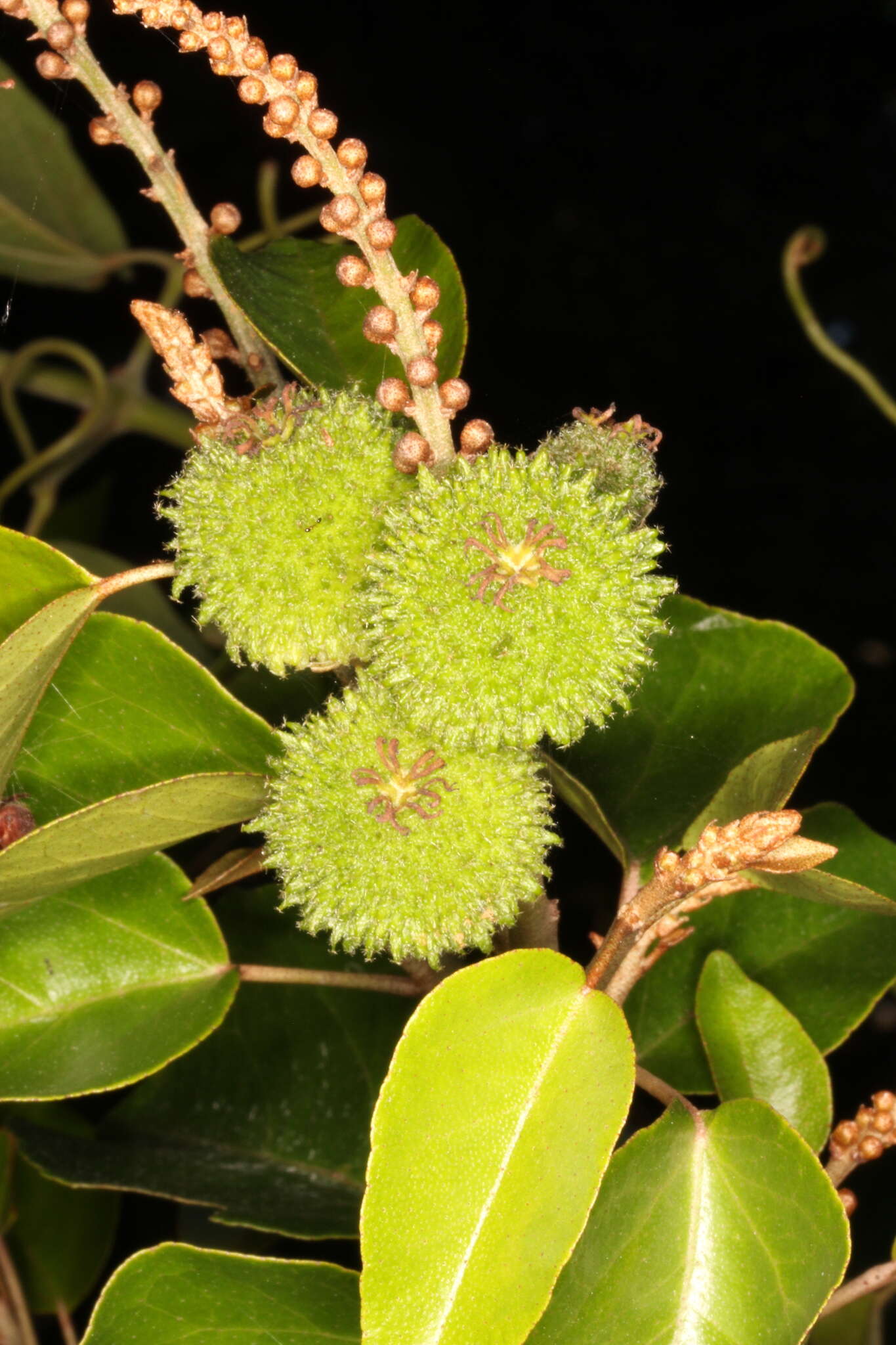 Image of Croton arboreus Millsp.