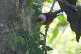 Image of Pink-headed Warbler