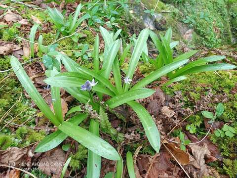 Image of Scilla lilio-hyacinthus L.