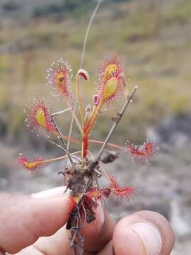 Image of Drosera madagascariensis DC.