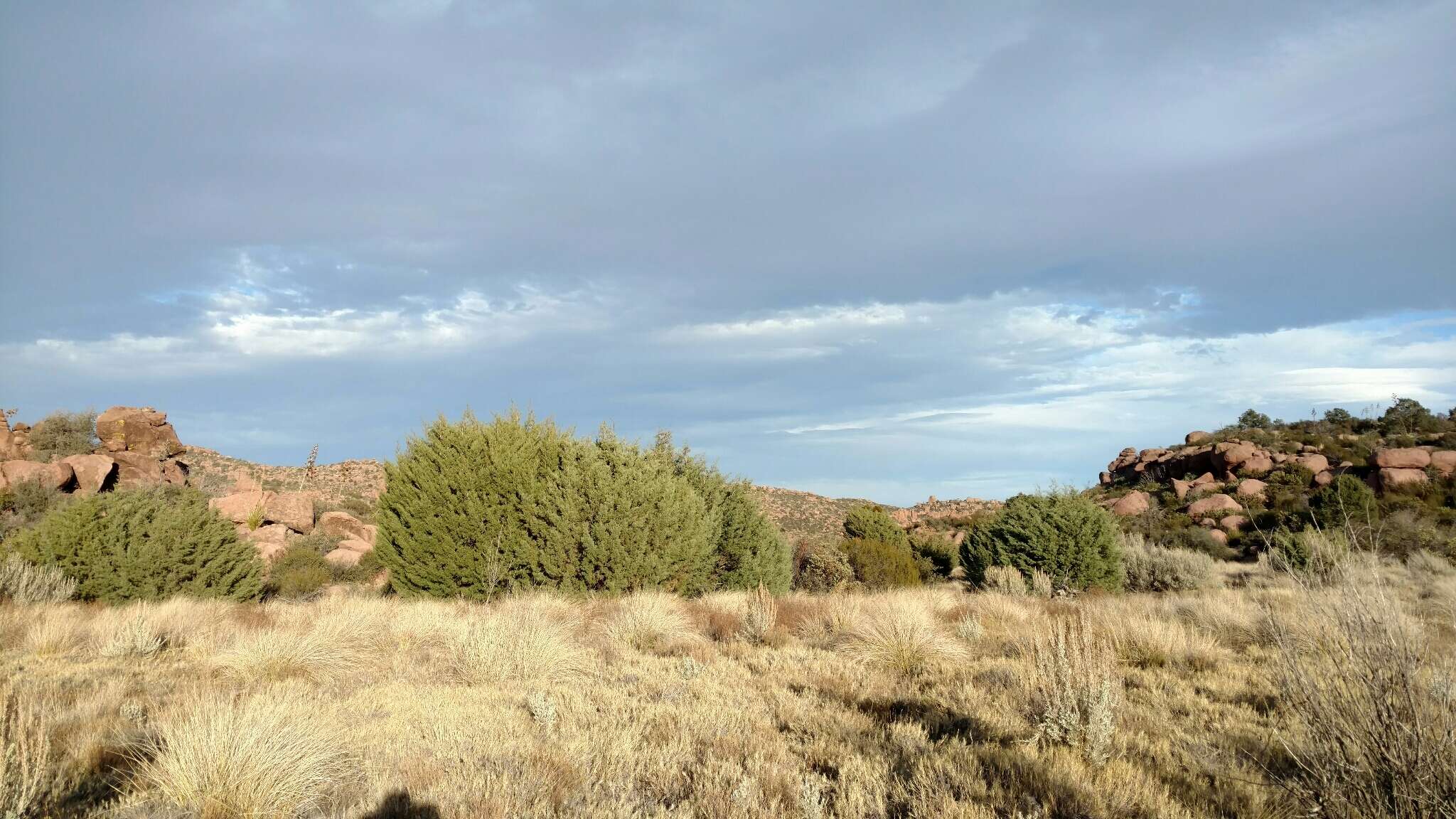 Cupressus arizonica var. stephensonii (C. B. Wolf) Little resmi