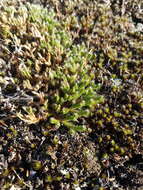 Image of northern selaginella