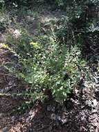 Image of western rough goldenrod