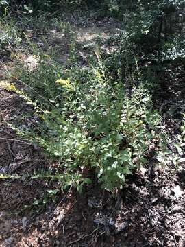 Image of western rough goldenrod