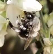 صورة Anthophora alluaudi Pérez 1902