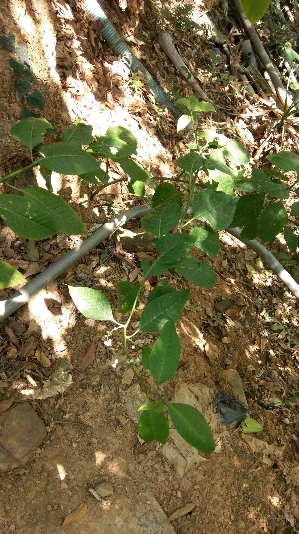 Image of Deeringia polysperma (Roxb.) Moq.