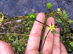 صورة Ranunculus silerifolius H. Lév.