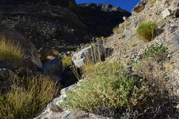 Image of brickellbush goldenweed