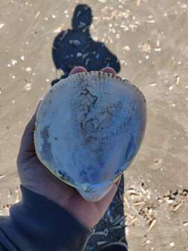 Image of giant Pacific eggcockle