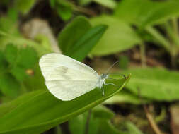 Image of Wood White