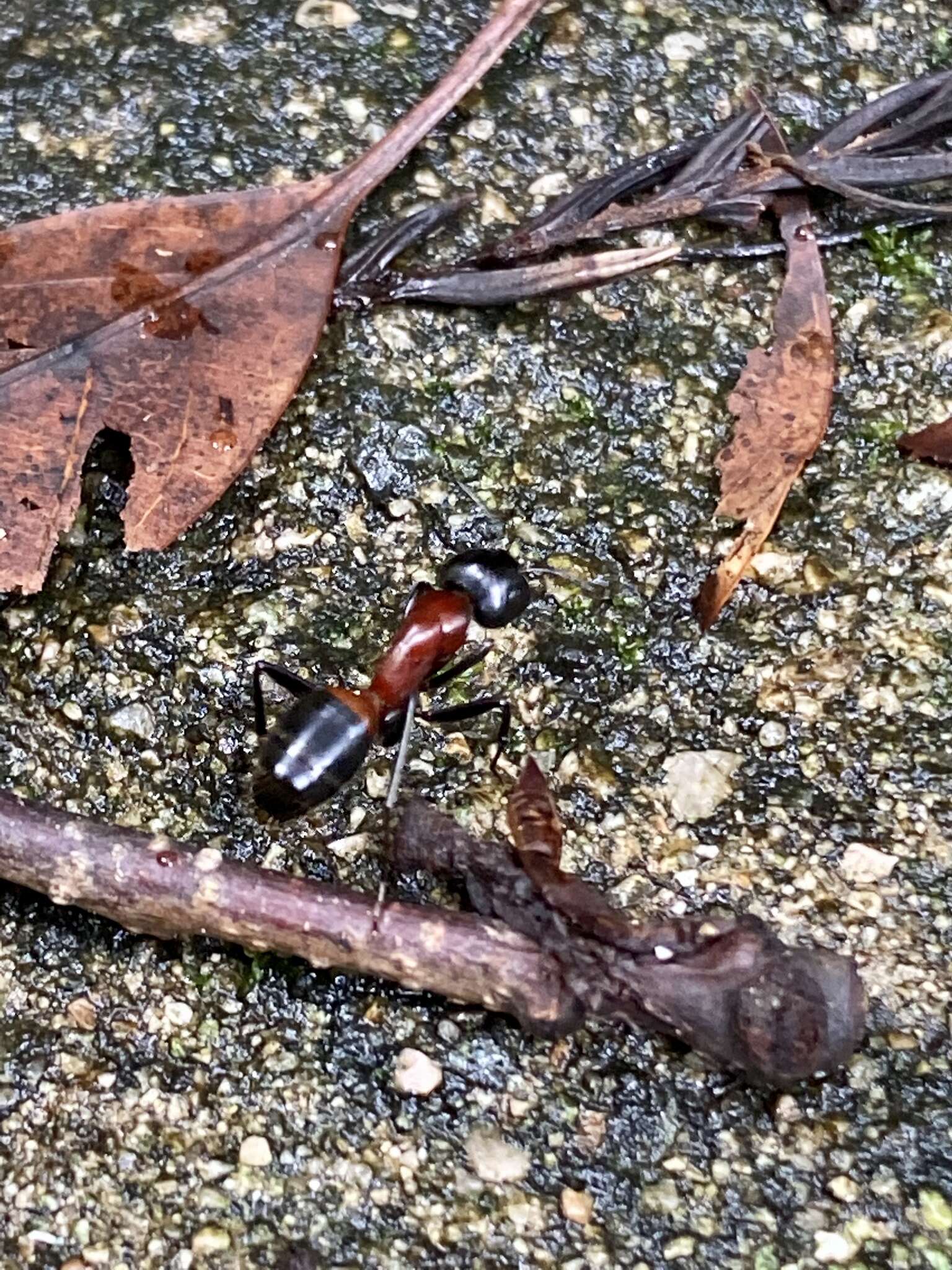 Image of Camponotus obscuripes Mayr 1879