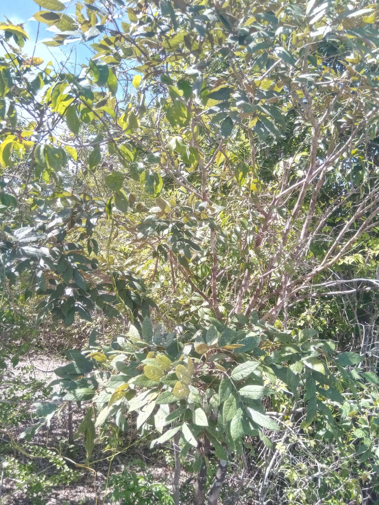 Слика од Millettia aurea (R. Vig.) Du Puy & Labat