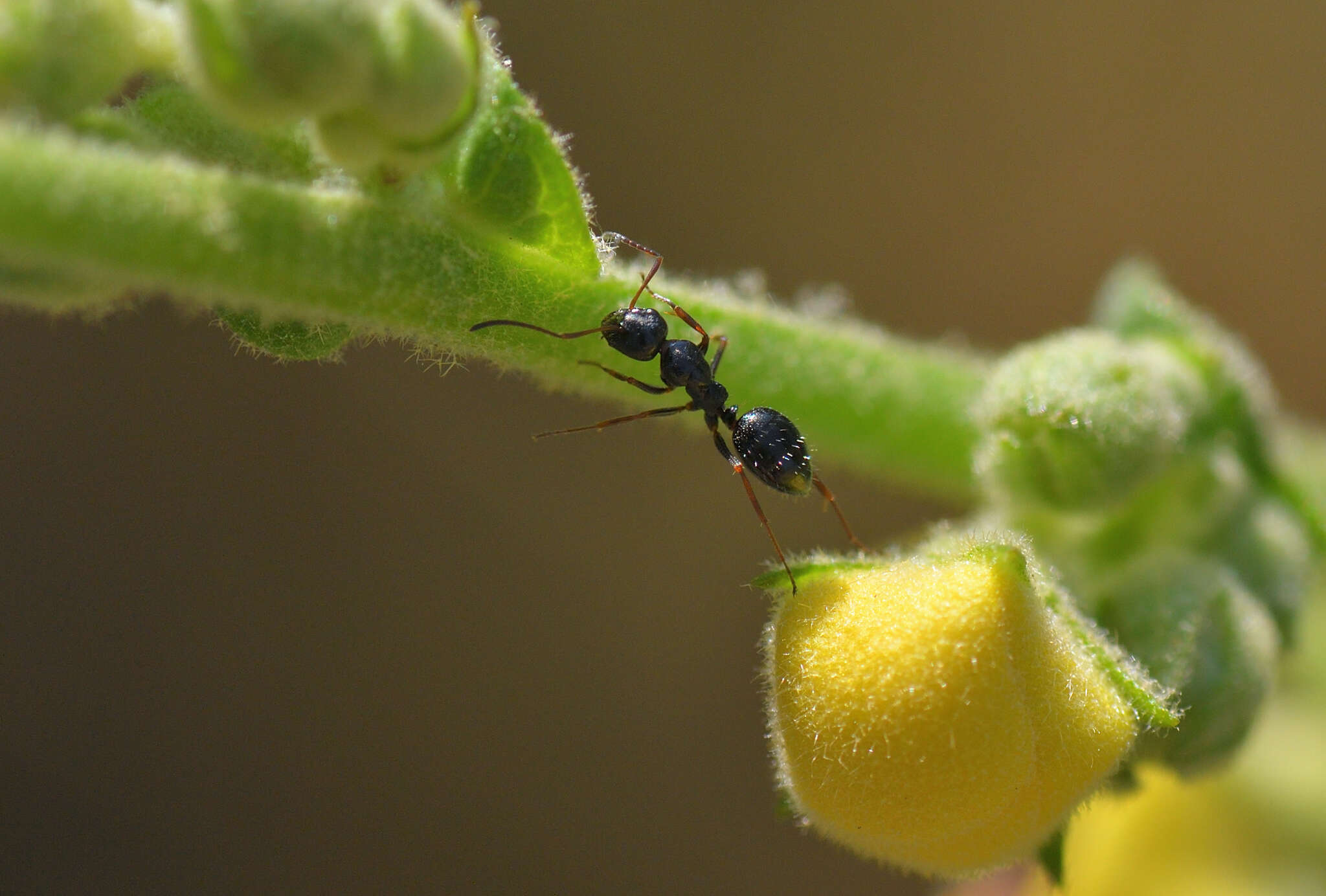 Image of Camponotus piceus (Leach 1825)