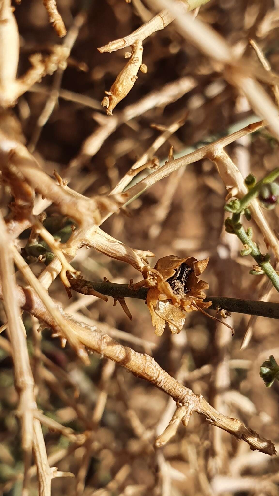 Image of Acanthorrhinum ramosissimum (Coss. & Durieu) Rothm.