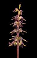 Image of Brindabella midge orchid