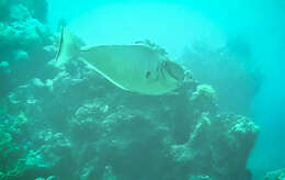 Image of Bulbnose Unicornfish