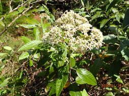 Plancia ëd Zemisia discolor (Sw.) B. Nord.