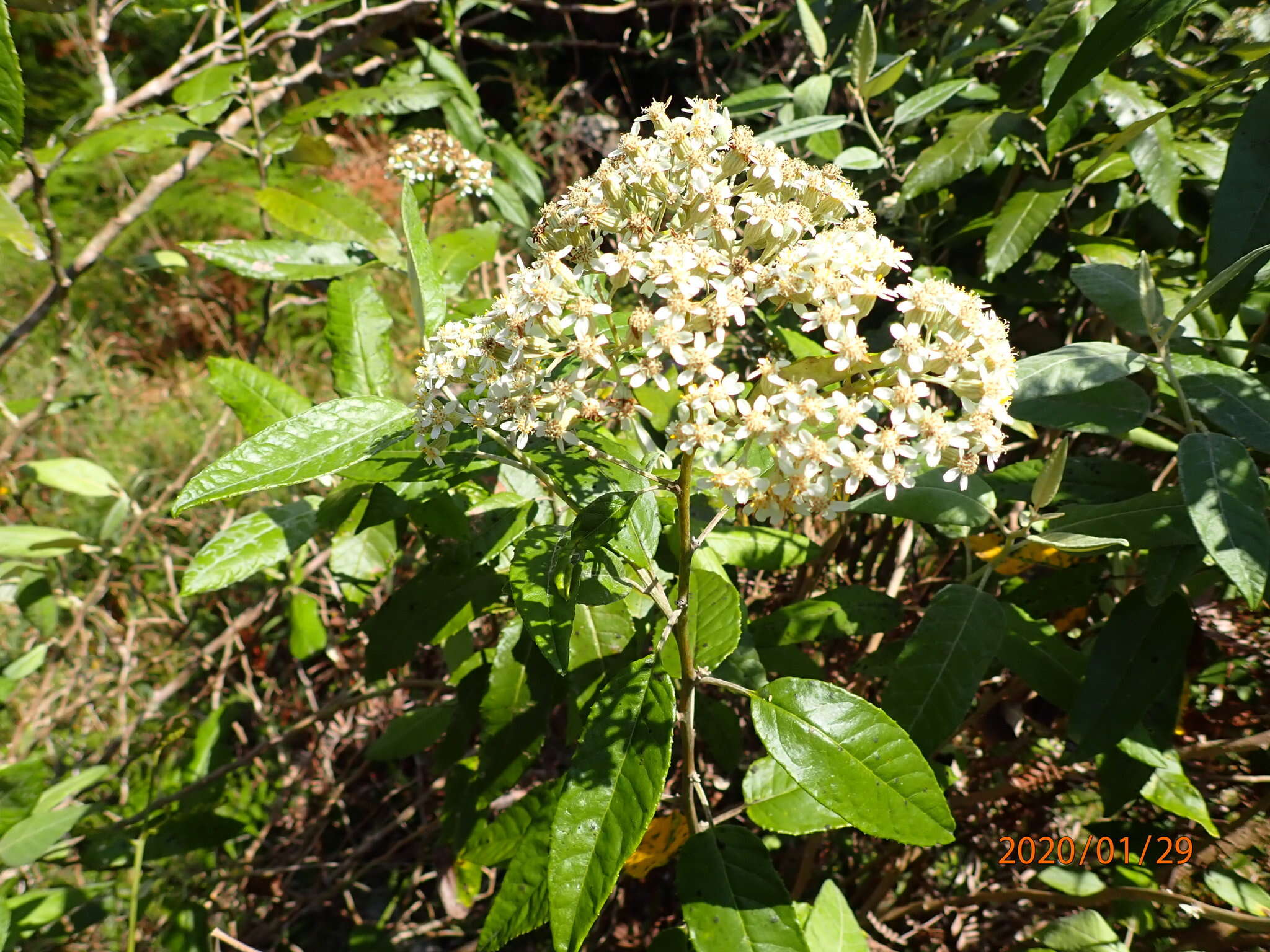 Image of Zemisia discolor (Sw.) B. Nord.