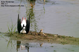 Image of Black-winged Stilt