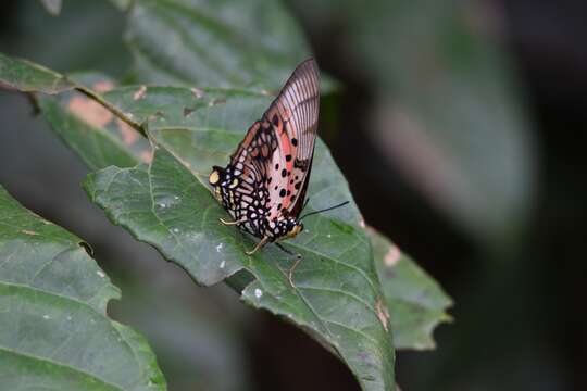 Imagem de Charaxes zingha Stoll 1780