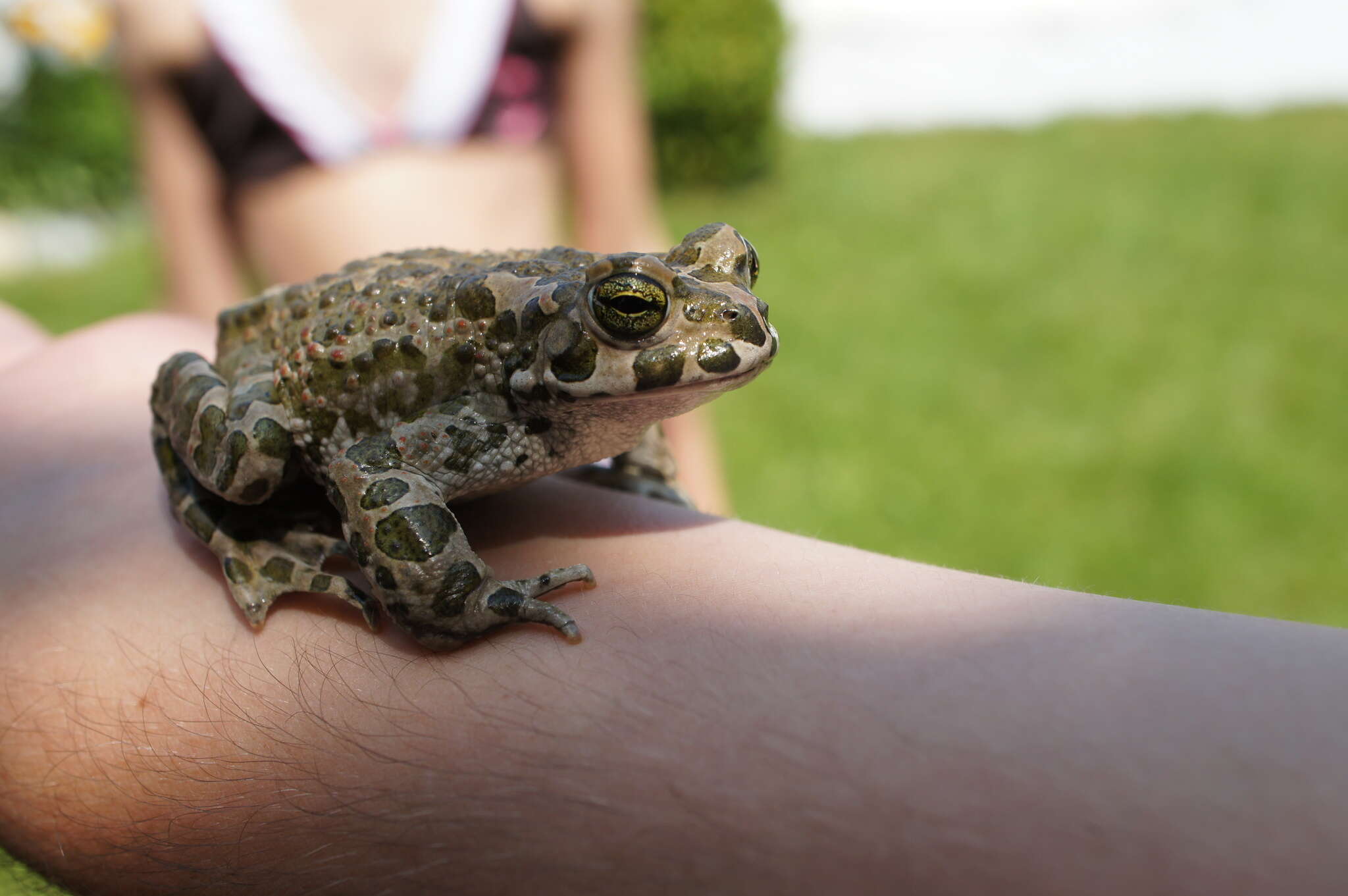 Image of European green toad