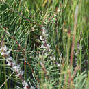 Plancia ëd Hakea decurrens subsp. platytaenia W. R. Barker