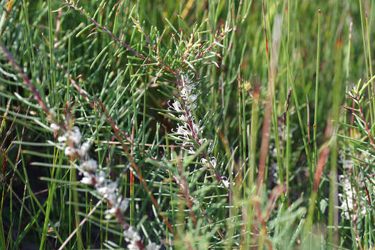 Image of Hakea decurrens subsp. platytaenia W. R. Barker