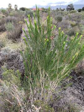 Image of Melaleuca armillaris subsp. armillaris