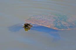 Image of Murray River Turtle