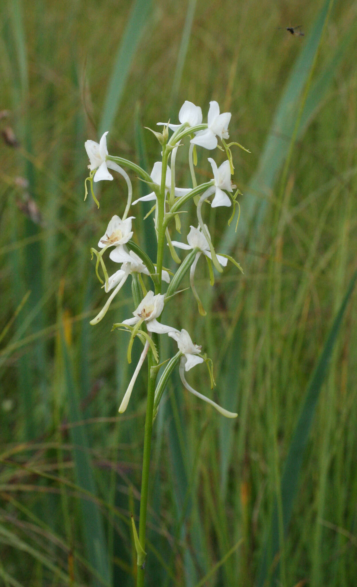 Habenaria linearifolia Maxim. resmi