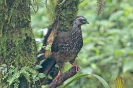 Image of Bearded Guan