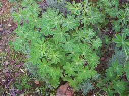 Image de Lupinus albus L.