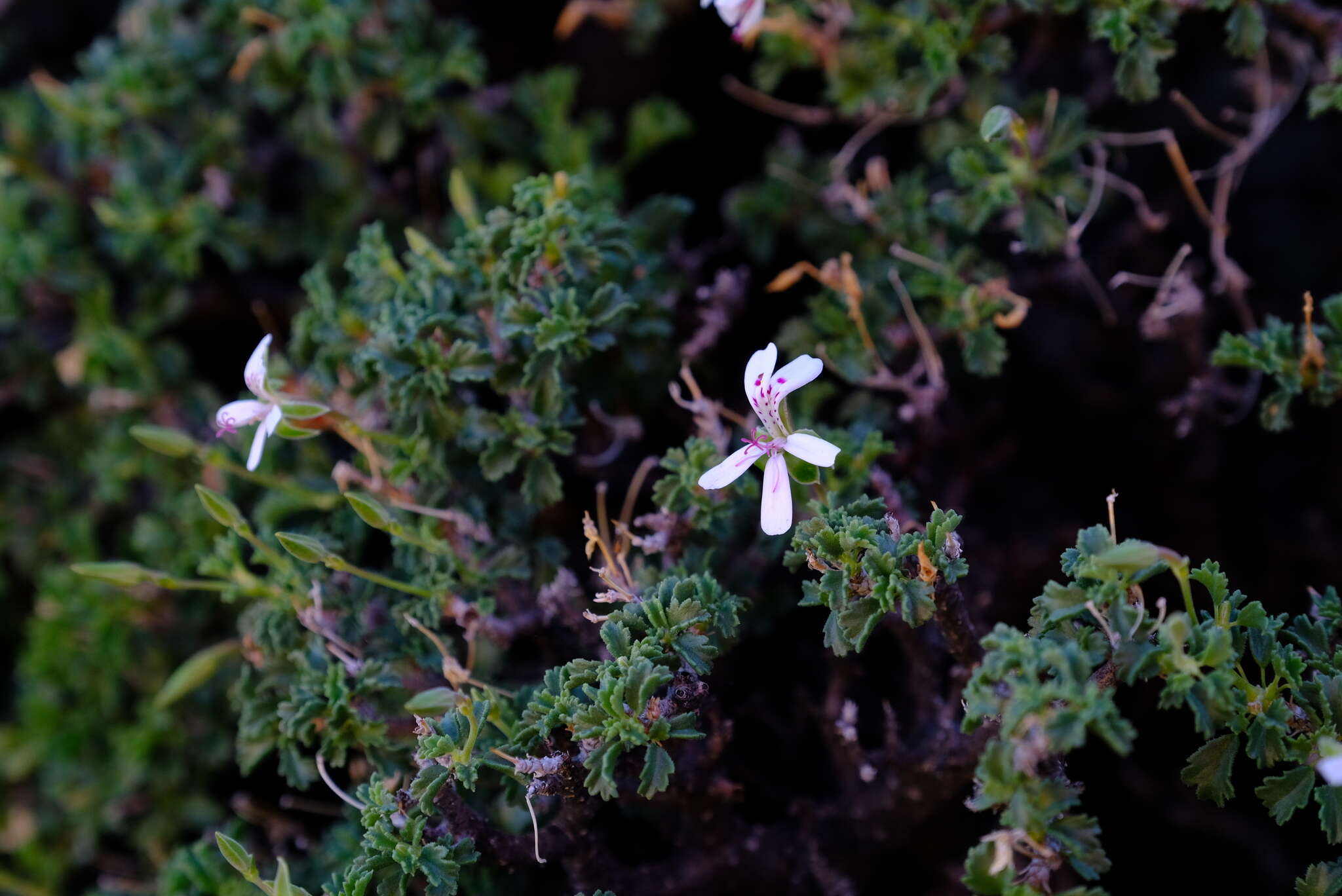 Imagem de Pelargonium xerophyton Schltr. ex Knuth