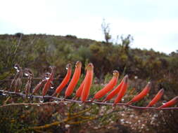 Image of Astroloba rubriflora (L. Bolus) Gideon F. Sm. & J. C. Manning