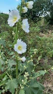 Image of Alcea nudiflora (Lindl.) Boiss.