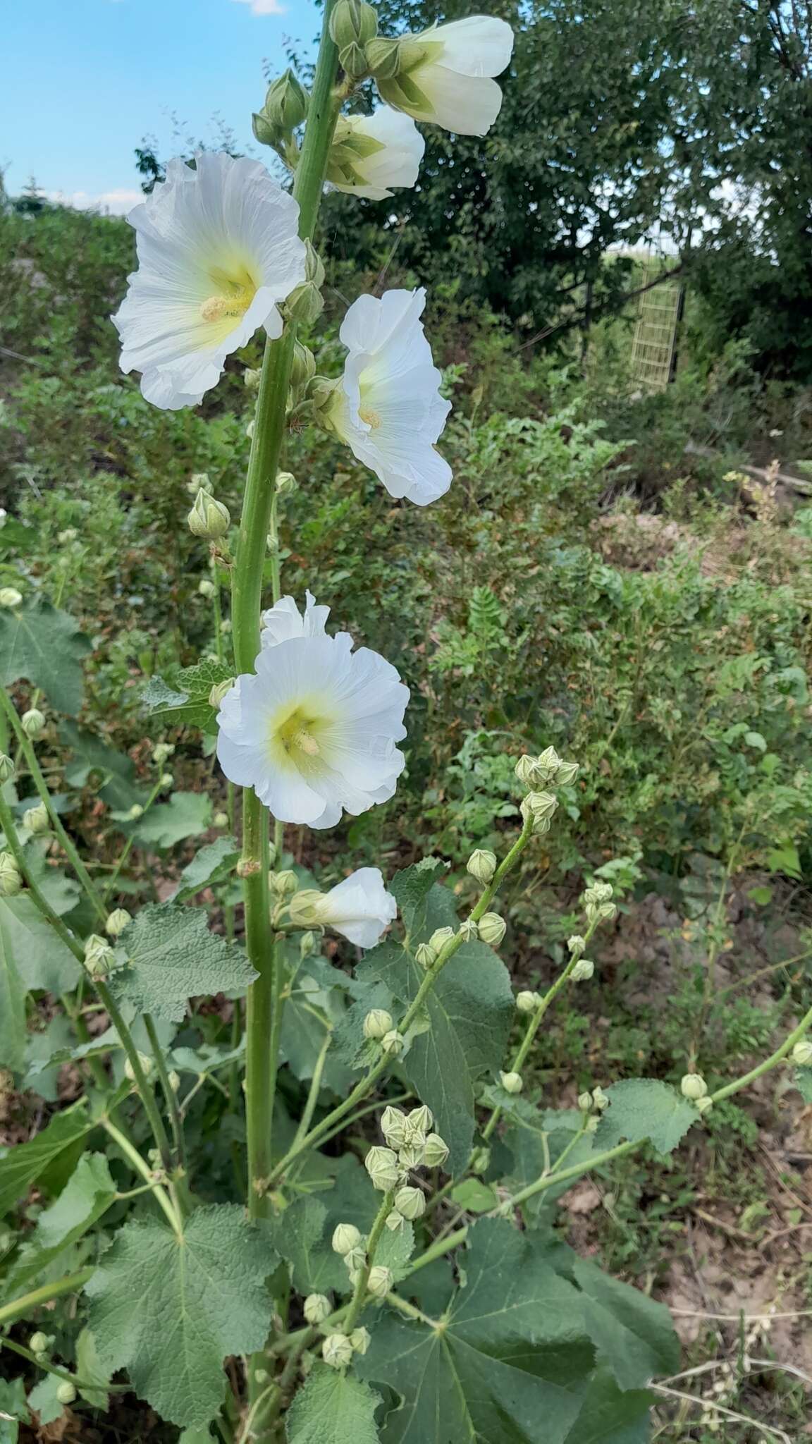 Image of Alcea nudiflora (Lindl.) Boiss.