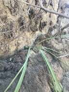 Image of Miersia humilis