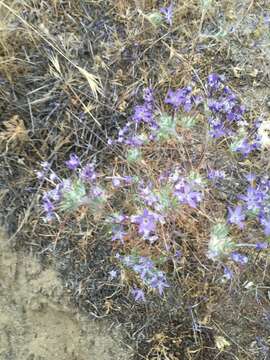 Image of Tehachapi woollystar