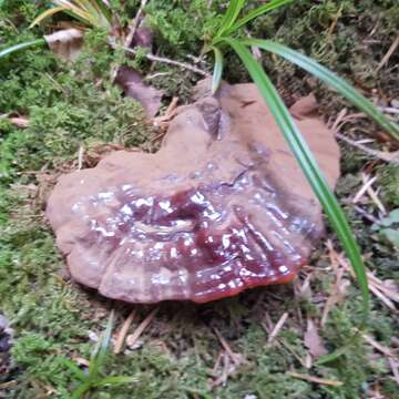 Ganoderma carnosum Pat. 1889的圖片